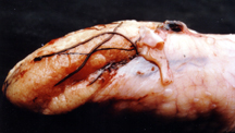 Grouper ovary with nematodes